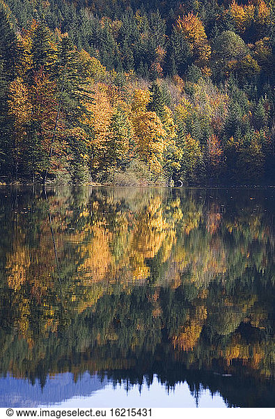 Austria  Salzkammergut  Lake Nussensee  woodland