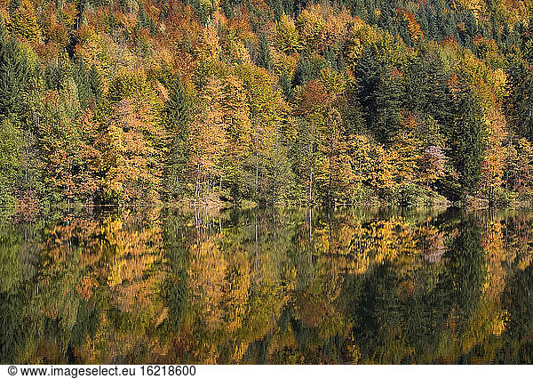 Austria  Salzkammergut  Lake Nussensee  woodland