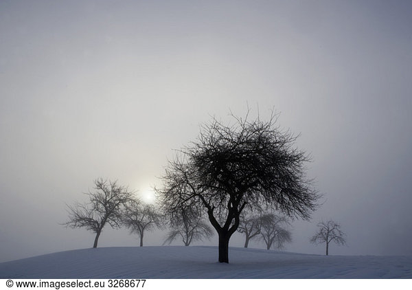 Austria  Salzkammergut  Mondsee  Bare trees in winter landscape