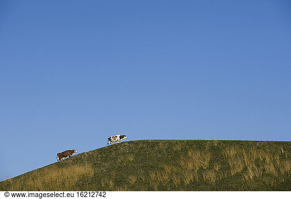 Austria  Salzkammergut  Mondsee  Cattle on pasture against blue sky