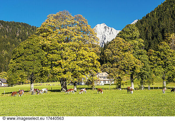 Austria  Styria  Ramsau am Dachstein  Cattle grazing in autumn pasture