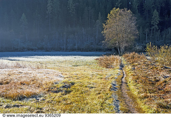 Austria  Styria  Ramsau am Dachstein  meadow with morning frost