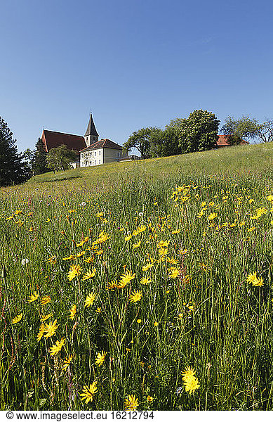 Austria  Styria  View of Parish Church St Marein near Knittelfeld and Meadow Salsify