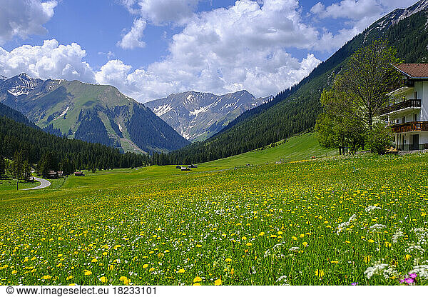 Austria  Tyrol  Namlos  Alpine meadow in summer