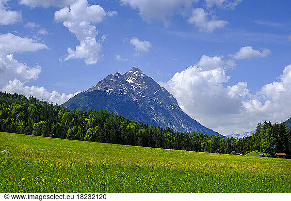 Austria  Tyrol  Namlos  Green alpine meadow in summer