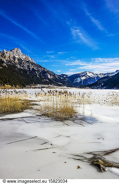 Austria  Tyrol  Reeds growing on shore of frozen Haldensee lake