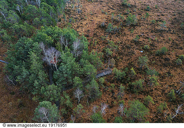 Austria  Upper Austria  Drone view of trees in Ibmer Moor reserve