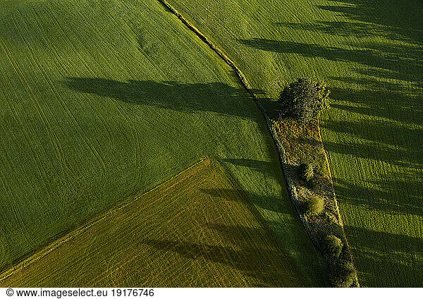 Austria  Upper Austria  Hausruckviertel  Drone view of trees casting shadow on green mowed field
