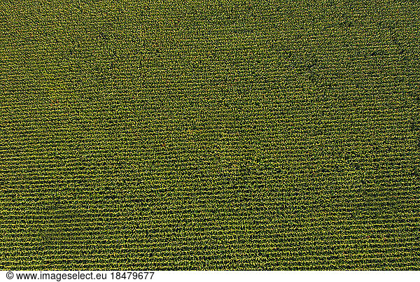 Austria  Upper Austria  Reichersberg  Drone view of green cornfield
