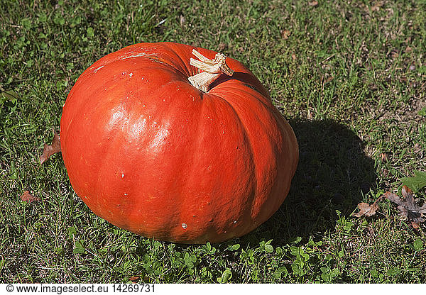 Austrian Cucurbita Maxima named ''Riesenkurbis''  Pumpkin  it can grow up to 8 Kg.