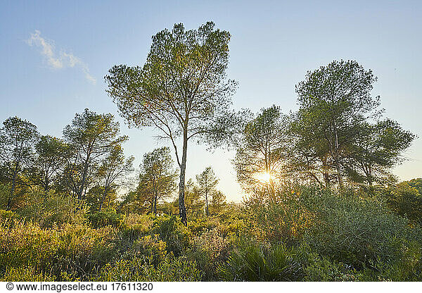 Austrian pine or black pine (Pinus nigra) trees at sunset; Catalonia  Spain