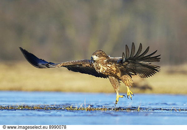ausziehen weiß Schwanz Tierschwanz Adler Polen