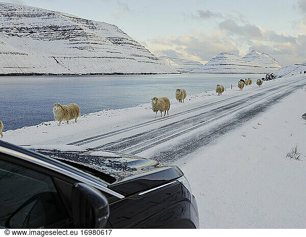 Auto fährt an Schafen auf den Färöer Inseln vorbei
