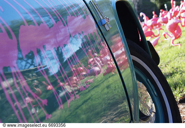 Auto  Tür  Spiegelung  pink  Flamingo