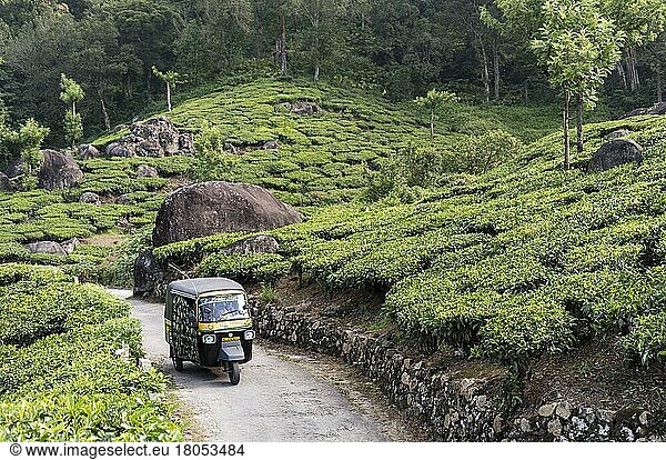 Autorickshaw  Pothamedu Teeplantage  Munnar  Kerala  Indien  Asien