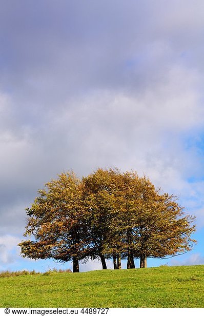 Autumn beech trees at Haresfield Beacon in the Cotswold Hills Haresfield Gloucestershire England United Kingdom