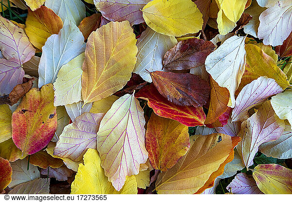Autumn colored leaves on ground