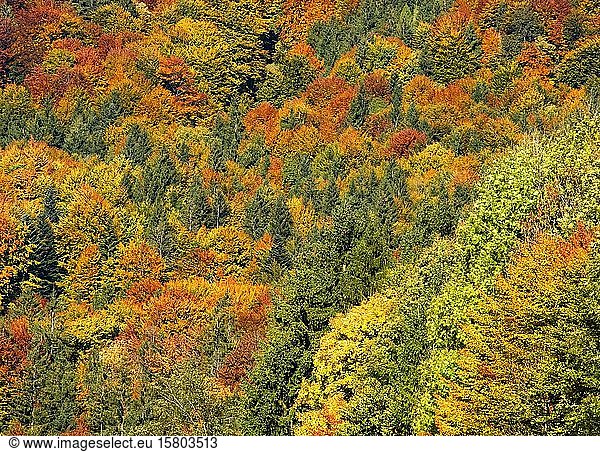 Autumn  colourful deciduous forest near Nussensee  Salzkammergut  Upper Austria  Austria  Europe