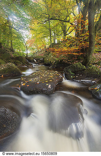 Autumn colours at Padley Gorge  Peak District National Park  Derbyshire  England  United Kingdom