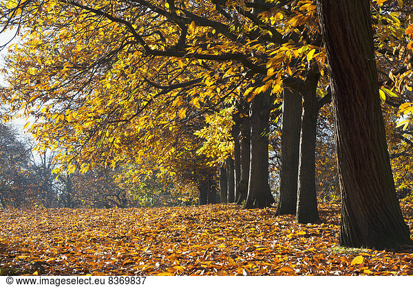 Autumn Colours In Greenwich Park With Backlit Trees London  England