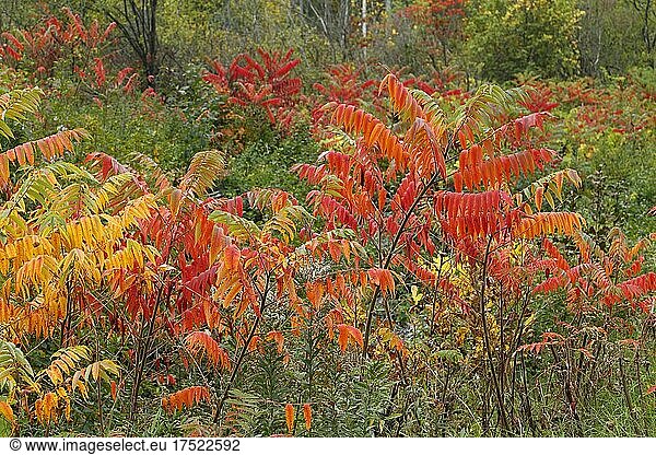 Autumn colours of vegetation beside road  Province of Quebec  Canada  North America