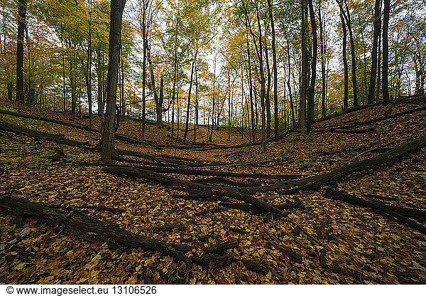 Autumn colours on the trees in a forest with the ground covered in fallen leaves; Strathroy  Ontario  Canada