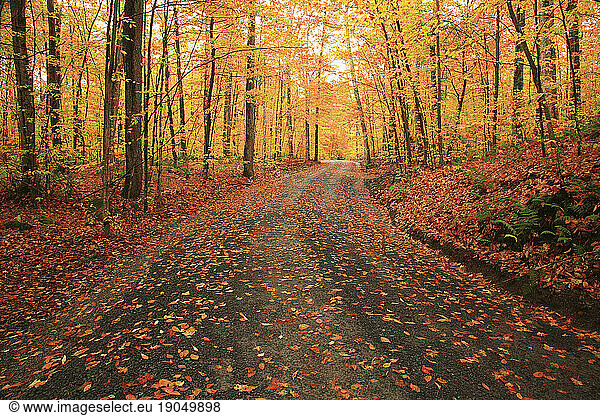 Autumn  country road in Upstate New York in the Adirondack Mountains  New York  USA.