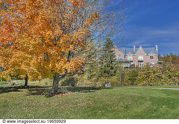 Autumn foliage  a maple tree in a park.