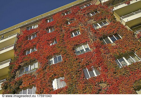 Autumn foliage  facade greening  Freiherr-vom-Stein-Straße  Schöneberg  Tempelhof-Schöneberg  Berlin  Germany  Europe
