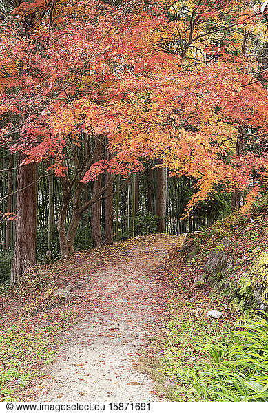 Autumn foliage on Nakasendo Way  Tsumago  Gifu Prefecture  Honshu  Japan  Asia