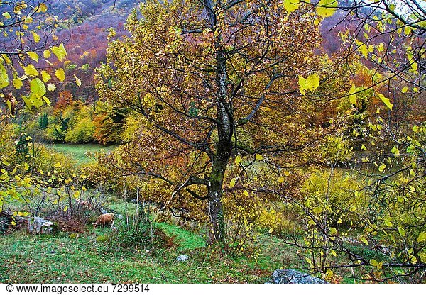 Autumn Forest at Felechosa  Aller  Puerto de San Isidro  Asturias Spain