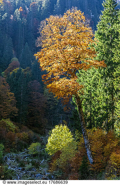 Autumn forest in Ammergau Alps