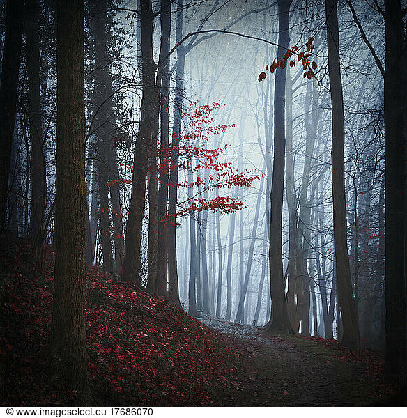 Autumn forest on foggy morning