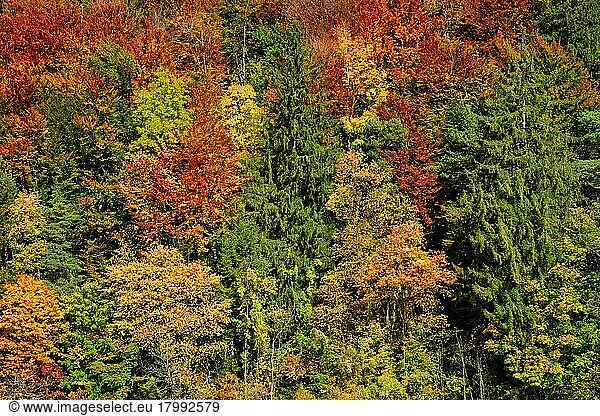Autumn forest trees close up with vibrant red  yellow and green foliage leaves colors. Bavaria