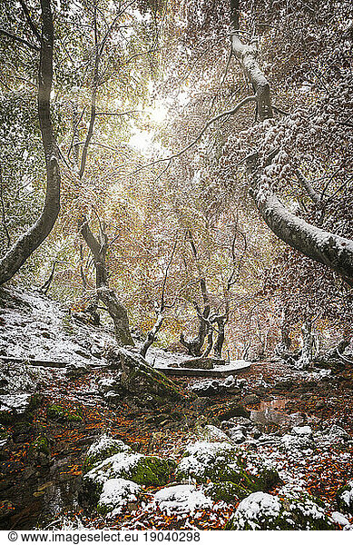 Autumn Forest With First Snows