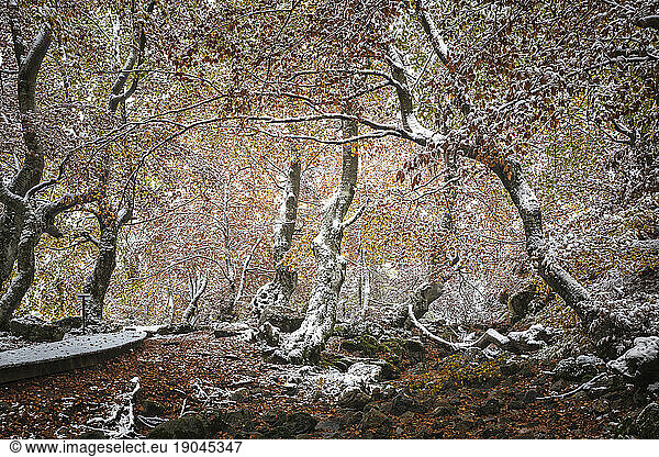 Autumn Forest With First Snows