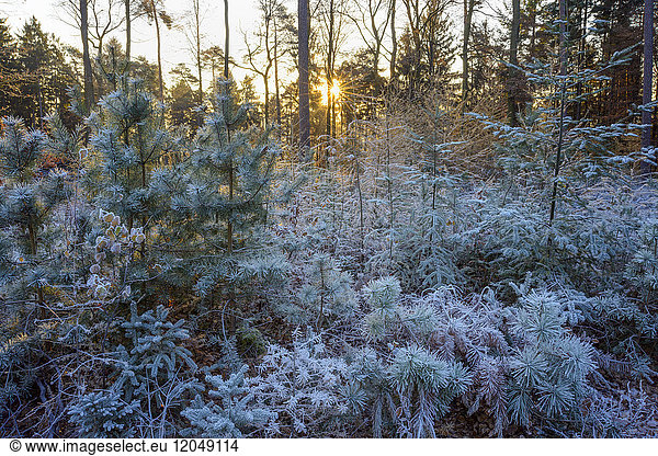 Autumn forest with morning sun and rime covering plants in the Odenwald hills in Bavaria  Germany