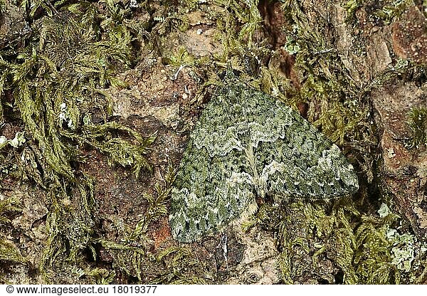 Autumn Green Carpet (Chloroclysta miata) adult  camouflaged on bark of oak tree  Powys  Wales  United Kingdom  Europe
