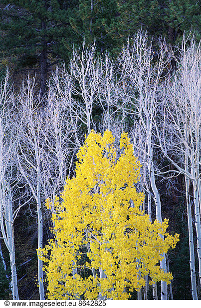 Autumn in Dixie National Forest. White branches and tree trunks of aspen trees  with yellow brown foliage. Dark green pine trees.