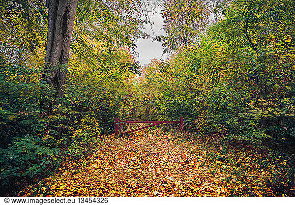 Autumn in the forest with a red gate on a forest train in autumn with leaves on the ground in golden autumn colors