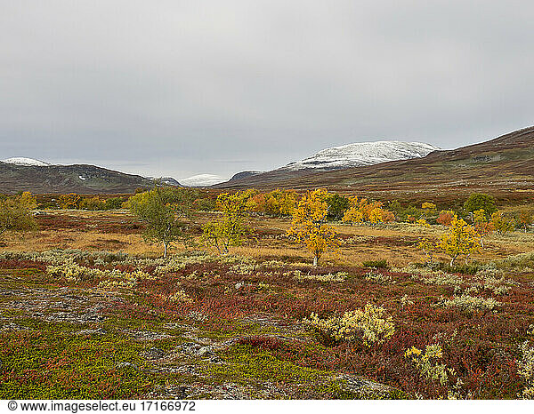 Autumn land against snowcapped mountains at Jamtland  Sweden