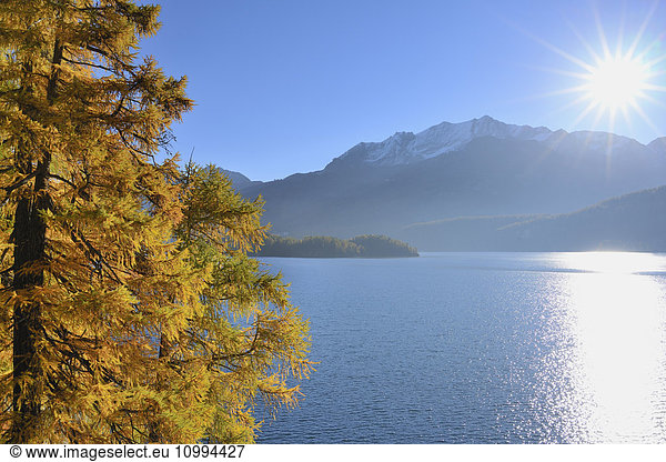Autumn Larch and Bright Sun  Silsersee  Engadin  Canton of Graubunden  Switzerland
