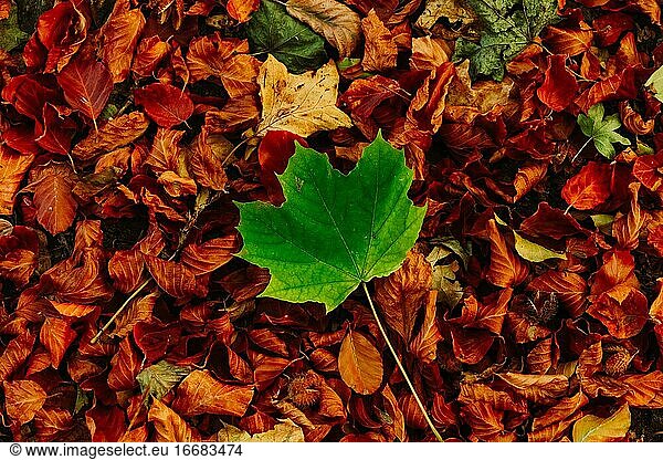 Autumn leaf are shown below and pretty good