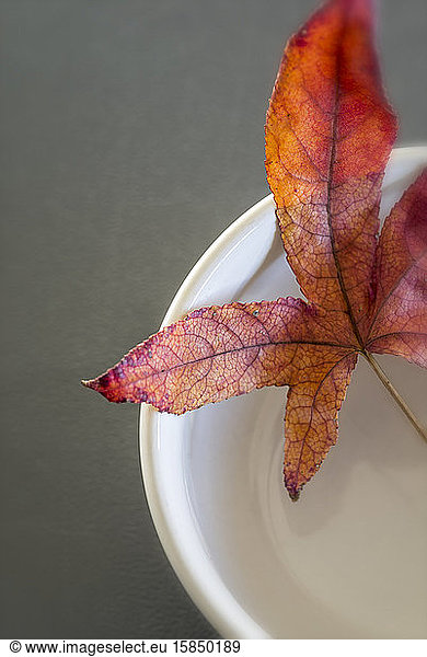 Autumn leaf lying in a white bowl.