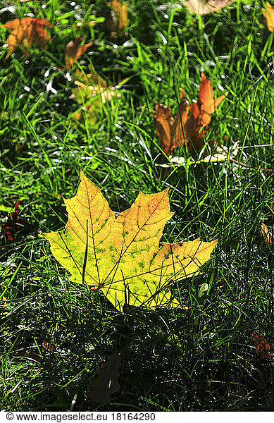 Autumn leaf lying on forest floor