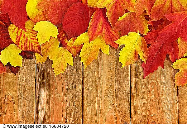 Autumn leaf pile on wood background