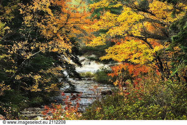 Autumn leaves and small stream. Cape Breton Highlands National Park.