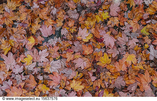Autumn leaves covering soil