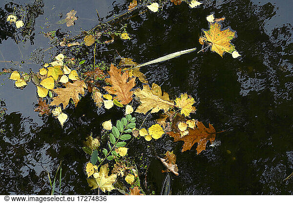 Autumn leaves floating in shiny lake