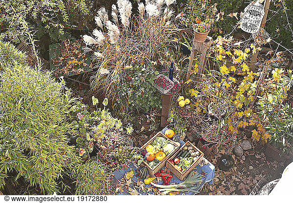 Autumn leaves  fruits and vegetables on garden table